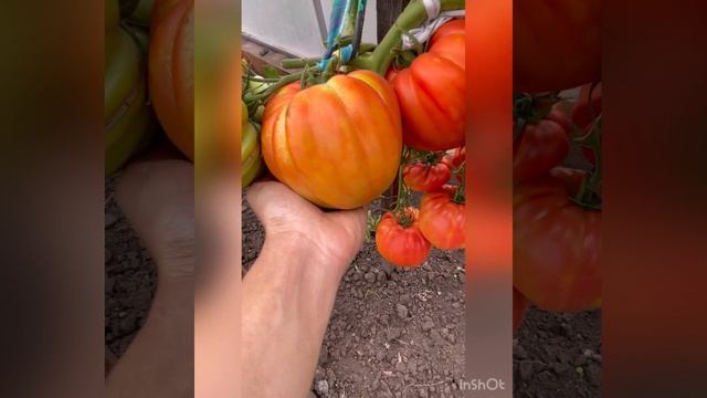 ?САМЫЙ КРУПНЫЙ ТОМАТ ? В КОЛЛЕКЦИИ?