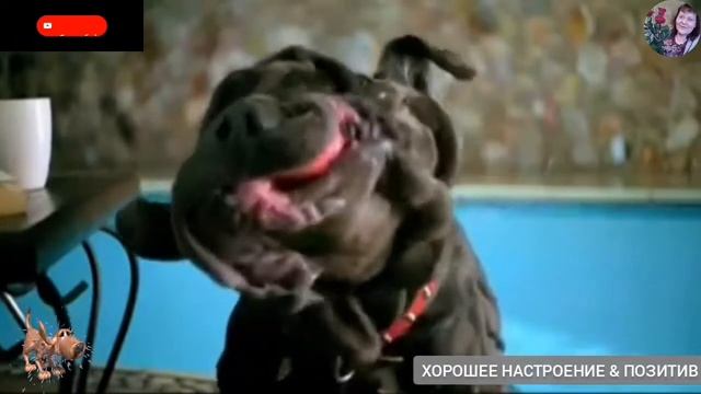Отряхивающиеся собаки.?
