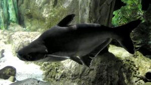 Пангасиус, Pangasius hypophthalmus, крупная аквариумная рыба из Вьетнама, океанариум спб.mp4