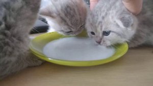 Как научить котят кушать.