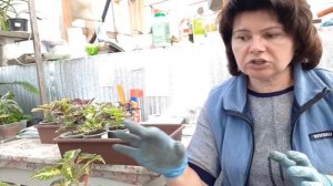 Мучнистый червец на колеусах.
