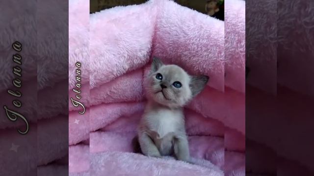 Шоколадная бурманская Девочка Jelanna. Питомник бурманских кошек Freya Way смотреть онлайн