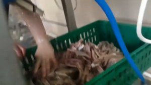 Филетировочная машина для сельди ФМ 60 . Филетировка сельди. Российское производство