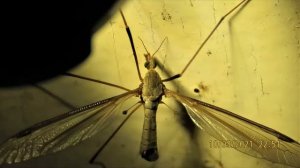 Crane fly   family Tipulidae   Greece   by   Theo