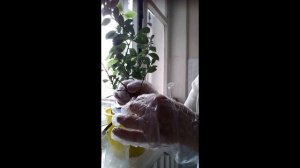 Как  черенковать  и  укоренять  лавровый  лист .