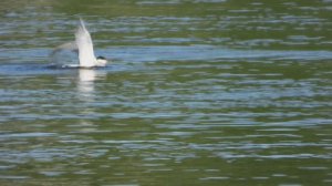 Речная Крачка присаживается на воду, наблюдение птиц в Великом Новгороде 23 мая 2024