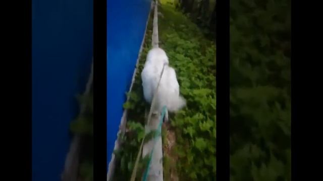 Знакомство с #мареммой