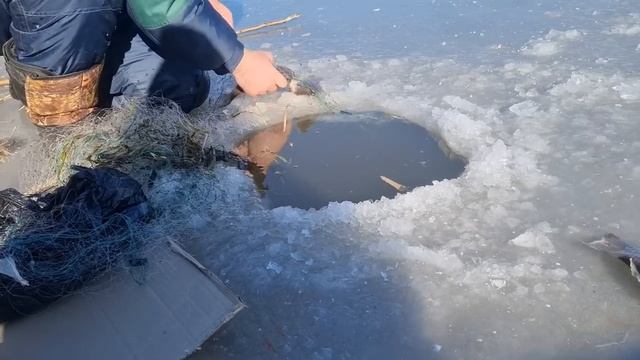 НЕОЖИДАЛИ СТОЛЬКО РЫБЫ! РЫБАЛКА СЕТЬЮ ПО ПЕРВОМУ ЛЬДУ. смотреть онлайн