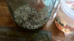 Роголистник: общее описание и посадка в грунт