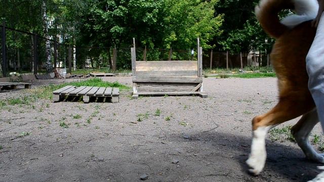 Сенбернар Доминик. Тренировка Барьер. смотреть онлайн