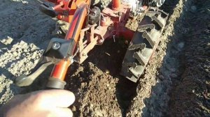 мотоблок мтз,посадка картофеля под плуг в ряды