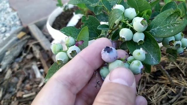 Голубика. Крупноягодный сорт БОНУС. смотреть онлайн