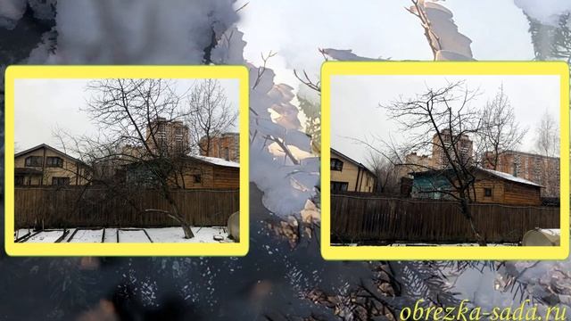 Зимняя обрезка плодовых деревьев в саду смотреть онлайн