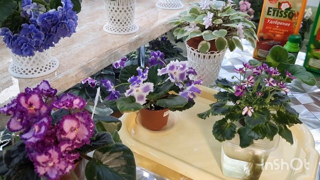 Рассказываю чем полить детки, стартёры и взрослые фиалки чтобы у них были мощные корни!