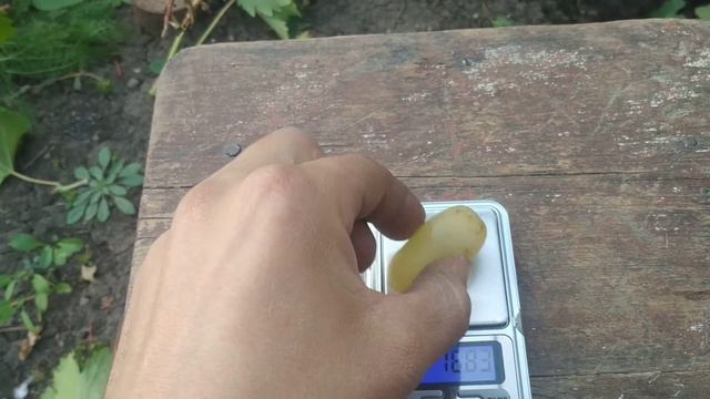 Виноград Алинка чясть 2. 15.10.2021. смотреть онлайн