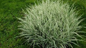 Фалярис (лат. Phalaris)