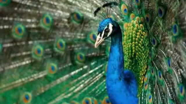 в мире животных поль мориа жаворонок clip0 смотреть онлайн