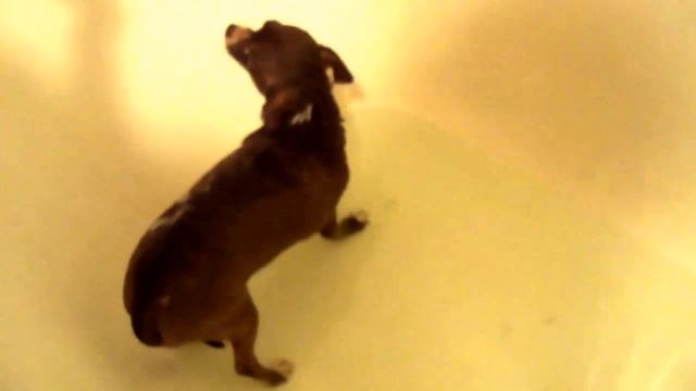 Купание чихуахуа: готовимся к покорению Волги ! смотреть онлайн