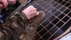 Полицейские Волгограда проводят проверку по факту перевозки экзотических животных