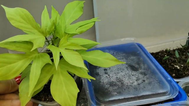 Дела рассадные - перевалка эустомы, ипомеи батат, алиссума, анонс новых посевов февраля смотреть онлайн