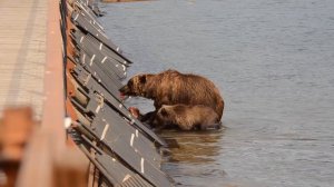 Бурые медведи Камчатки и их взаимоотношения с людьми