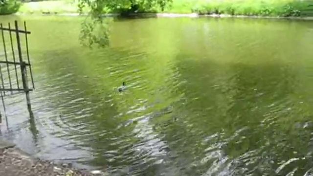 На Люблинском пруду смотреть онлайн