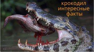 Крокодил   крокодилы крокодил интересные факты  суперхищники