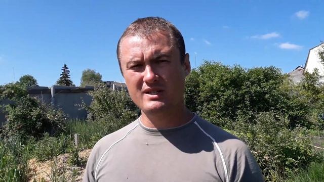Почему не плодоносит голубика.