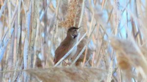 Речной Сверчок - это птица! / Grass Warbler