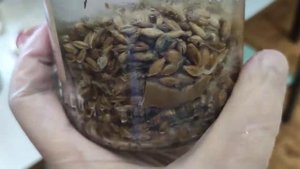 Опыт выращивания триходермы боверии метаризиума. часть1