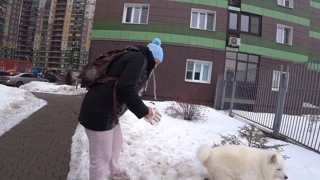 Стоит ли тебе заводить самоедскую собаку, подумай хорошо