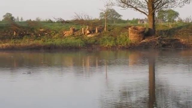 Бобер испугался и шлепнул хвостом. смотреть онлайн