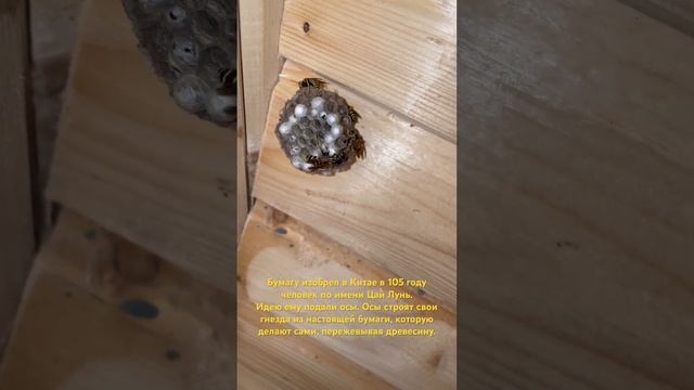 Осиное гнездо или как изобрели бумагу. The Wasp's Nest or How Paper Was Invented