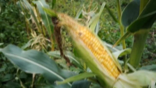 СВОИ СЕМЕНА КУКУРУЗЫ, КАК ЗА ГОТОВИТЬ И СОХРАНИТЬ ИХ. смотреть онлайн