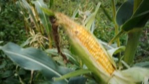 СВОИ СЕМЕНА КУКУРУЗЫ, КАК ЗА ГОТОВИТЬ И СОХРАНИТЬ ИХ.