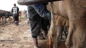 Будни доярки в Тверской области