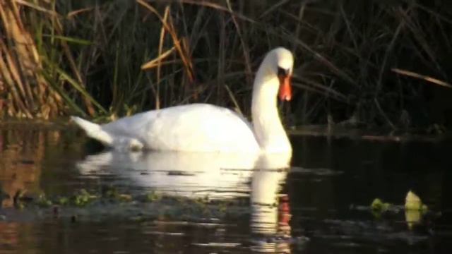 Беларусь, Гродненская обл., р. Дитва смотреть онлайн