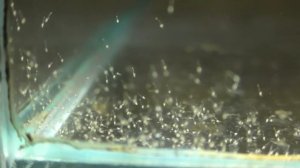 Личинки Амано: 7 часов после выклева.