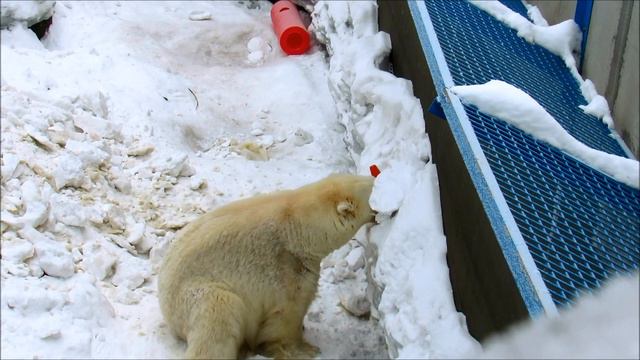 Кай и подаренный конус. 26.02.20 г. смотреть онлайн