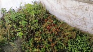 Укоренение Клематисов Весной, Не делайте моих ошибок, честный результат.