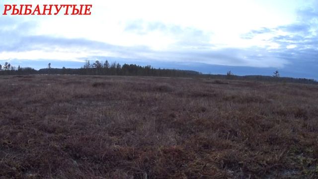 Охота на Весеннего Тетерева. Охота на весеннем току. Охота с сыном. смотреть онлайн