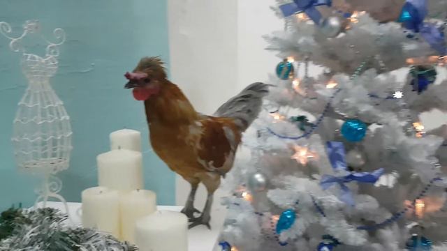 Животные для съемок смотреть онлайн