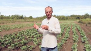 Выращивание капусты