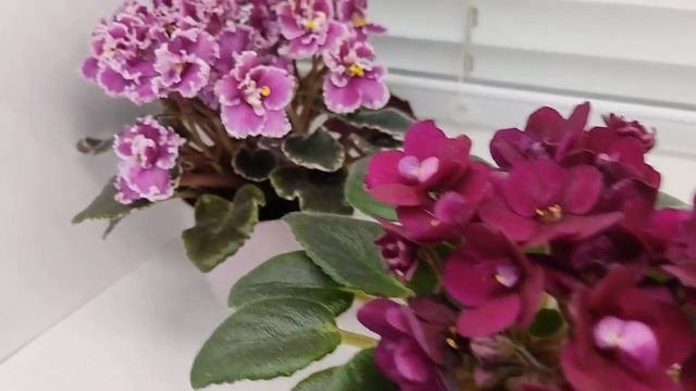 Фиалки Jolly Frills и Precious Red