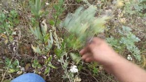 Собираю полынь для пчёл