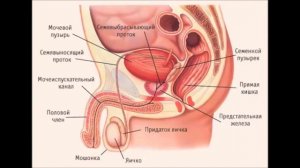 Репродуктивная система мужчин