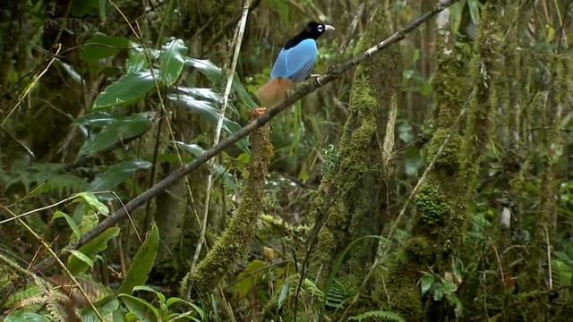 Alexander Gami. Bird of happiness смотреть онлайн