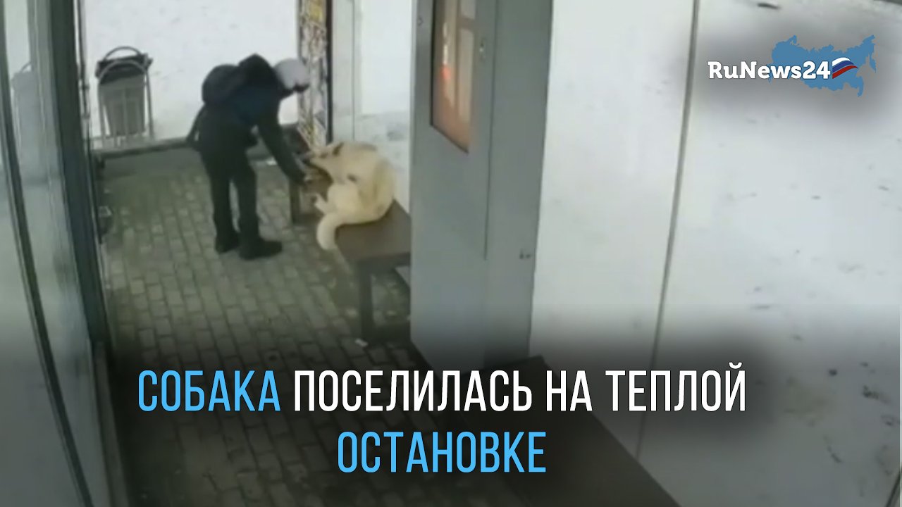 Собака из Сургута прижилась на новой обогреваемой остановке
