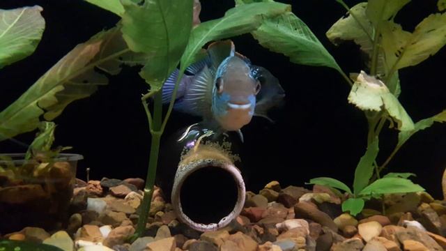 Нерест неоновых акар ( наноакара электрик блю) в общем аквариуме смотреть онлайн