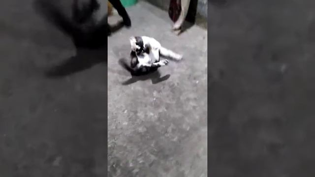 Алабай шенок 4 месяц смотреть онлайн